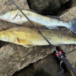 UL-Rute auf zwei Zandern