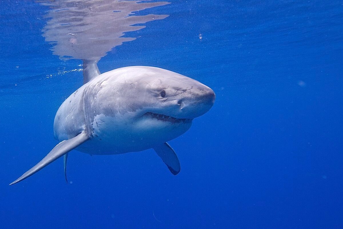 Der Weiße Hai im Steckbrief, größter Raubfisch der Welt