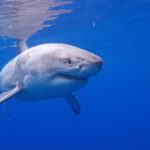 Der Weiße Hai im Steckbrief, größter Raubfisch der Welt