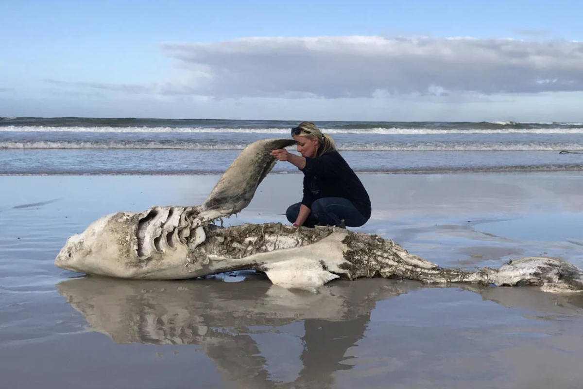 Toter Weißer Hai nach Orca-Angriff