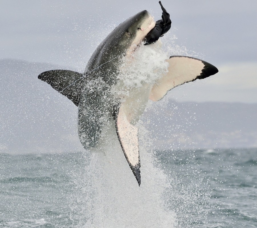 Weißer Hai im Sprung
