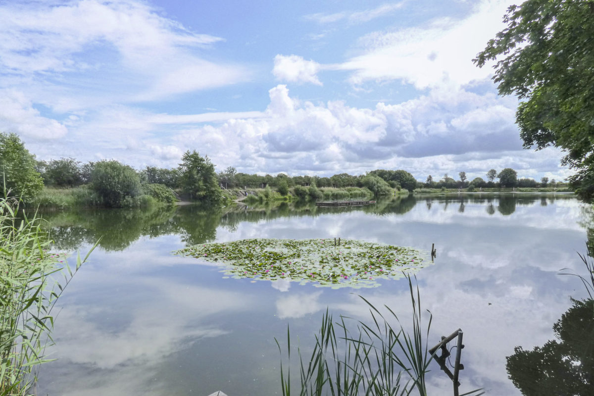 Der Forellensee Barderup von der Nordwestseite: Hier ist das Wasser flacher mit Seerosenfeldern und erwärmt sich zuerst.