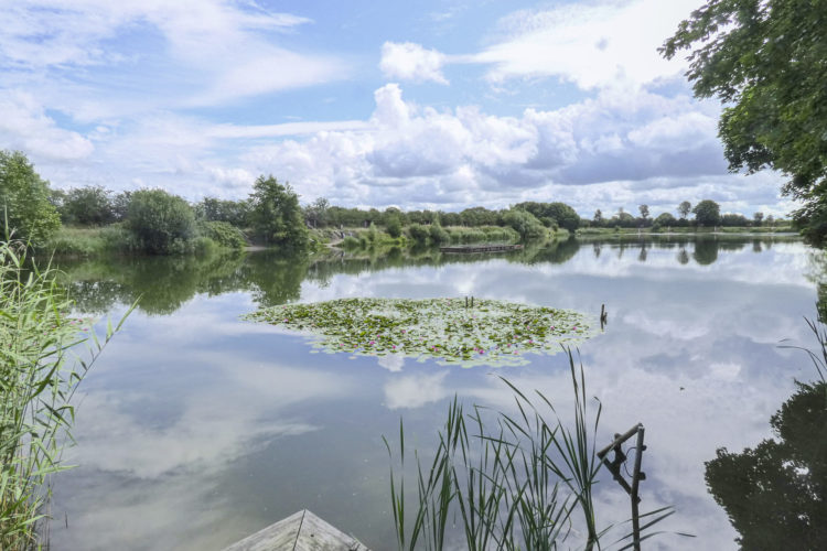 Der Forellensee Barderup von der Nordwestseite: Hier ist das Wasser flacher mit Seerosenfeldern und erwärmt sich zuerst.