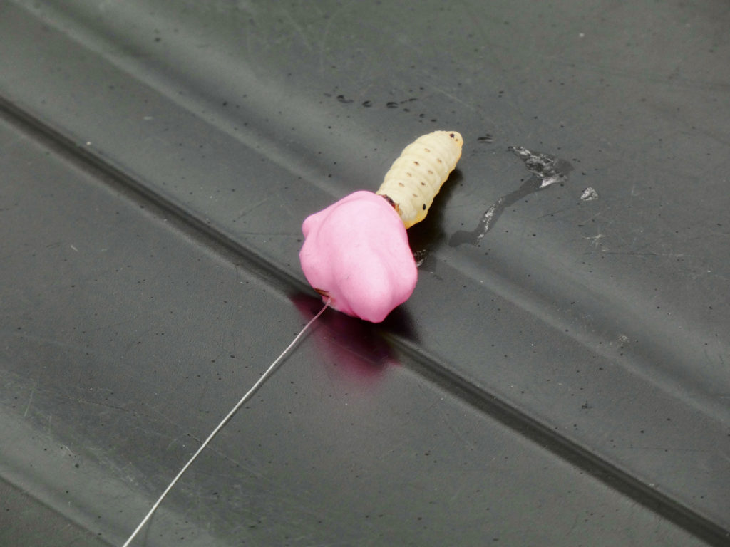 Köder Schwimmpaste und Bienenmade.