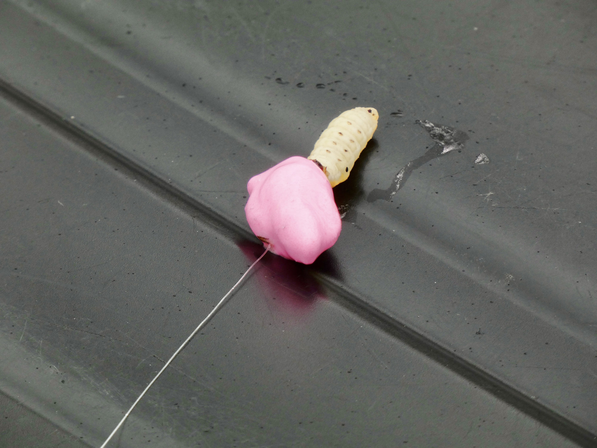 Köder Schwimmpaste und Bienenmade.