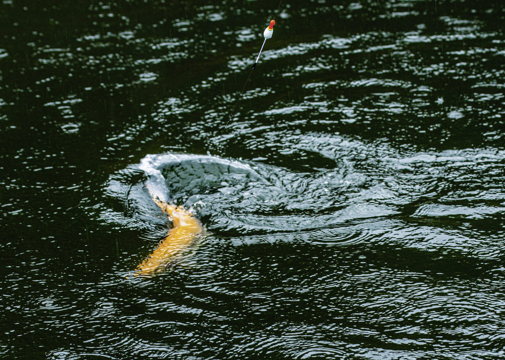Ebenfalls im Besatz: Goldforellen, wie auch Tigerforellen und Lachsforellen