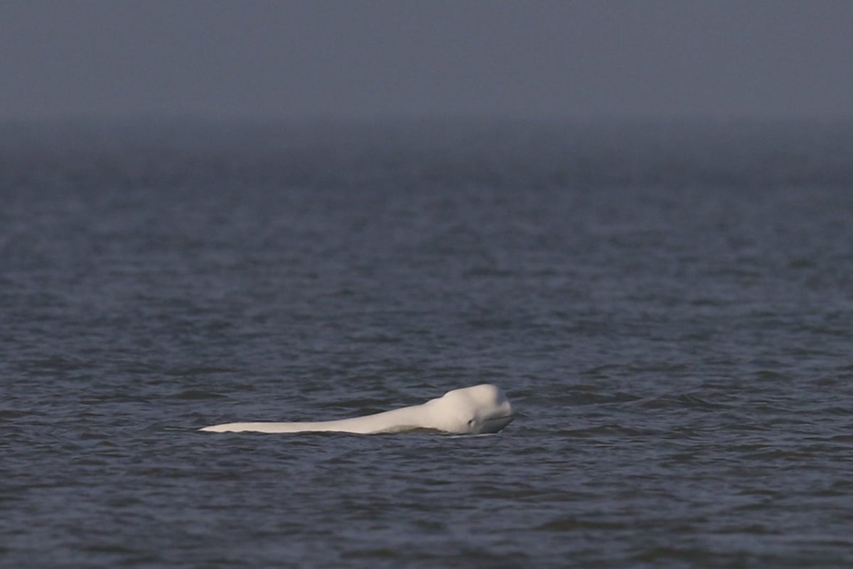 Weißer Belugawal in Nordholland