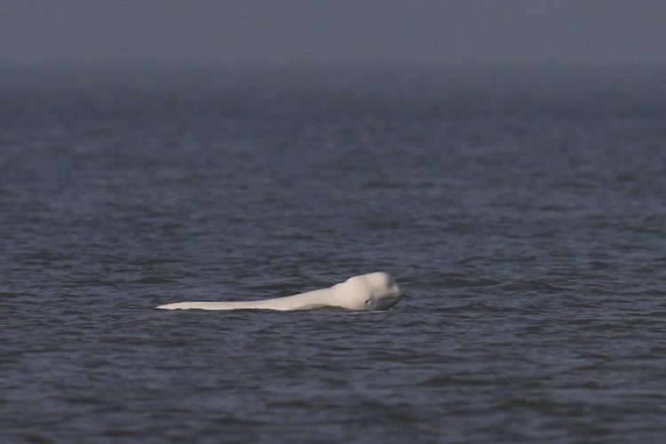 Weißer Belugawal in Nordholland