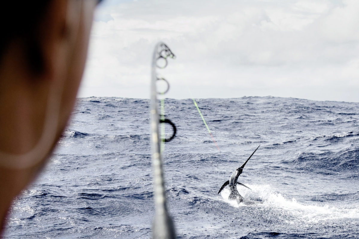 Big Game Angeln und Marokko – das passt hervorragend zusammen: Hier in Westafrika warten kampfstarke Weiße Marline auf die Angler!