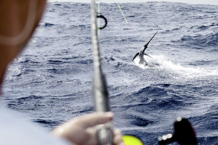 Big Game Angeln und Marokko – das passt hervorragend zusammen: Hier in Westafrika warten kampfstarke Weiße Marline auf die Angler!