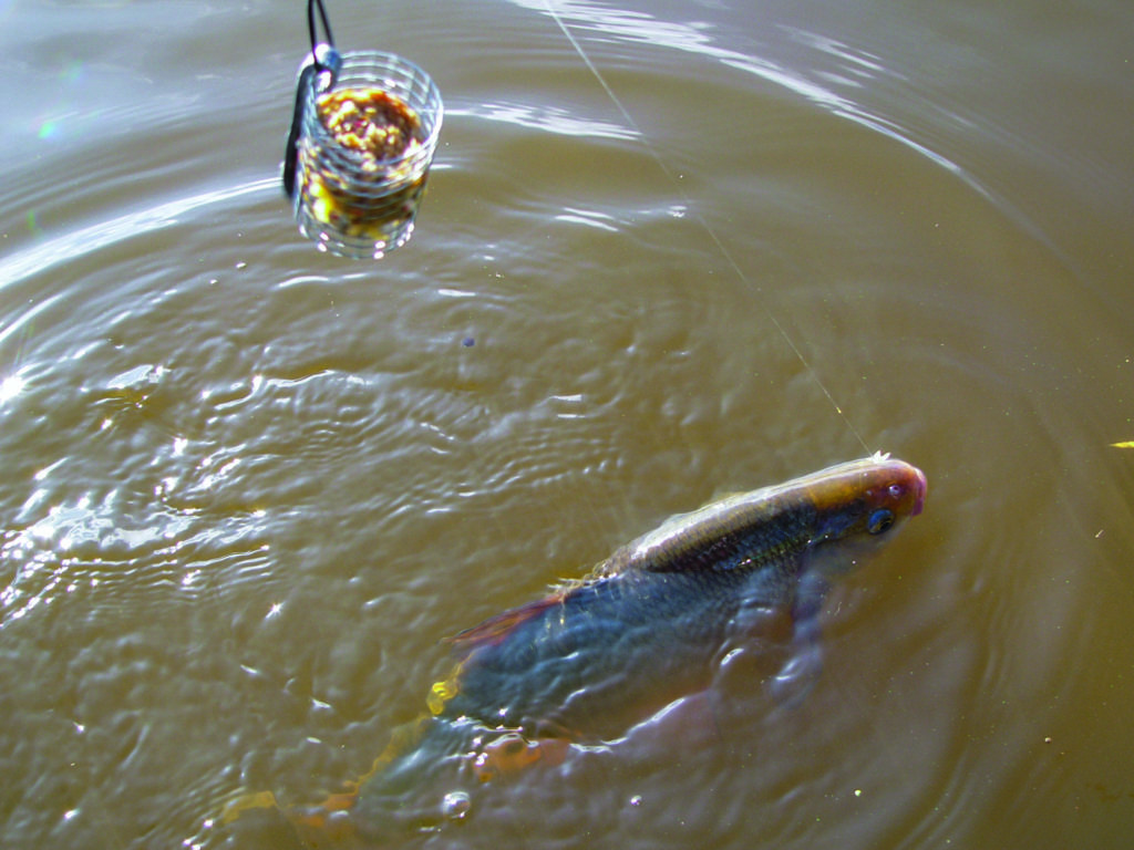 Aland mit Futterkorb