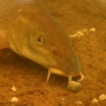 Barbe frisst Pellets