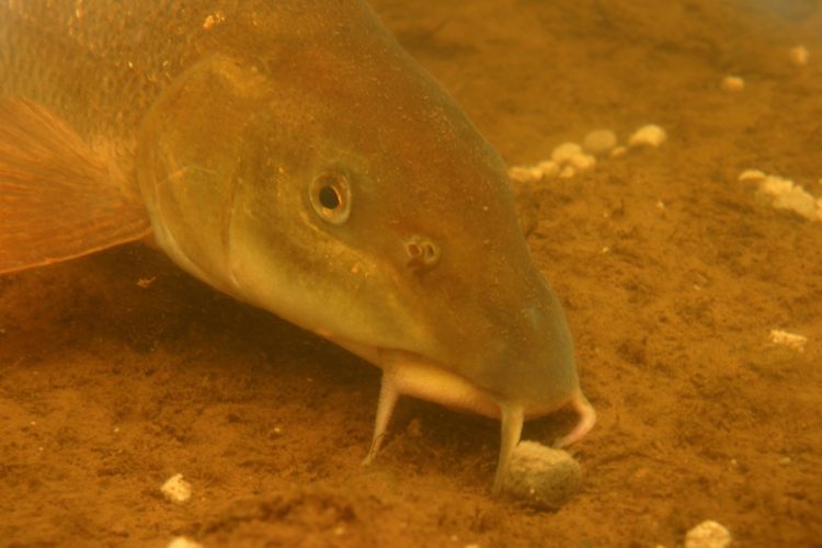 Barbe frisst Pellets