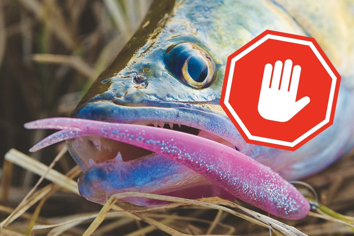 In der Zanderschonzeit darf am NOK nicht mehr mit Kunstködern gengelt werden.