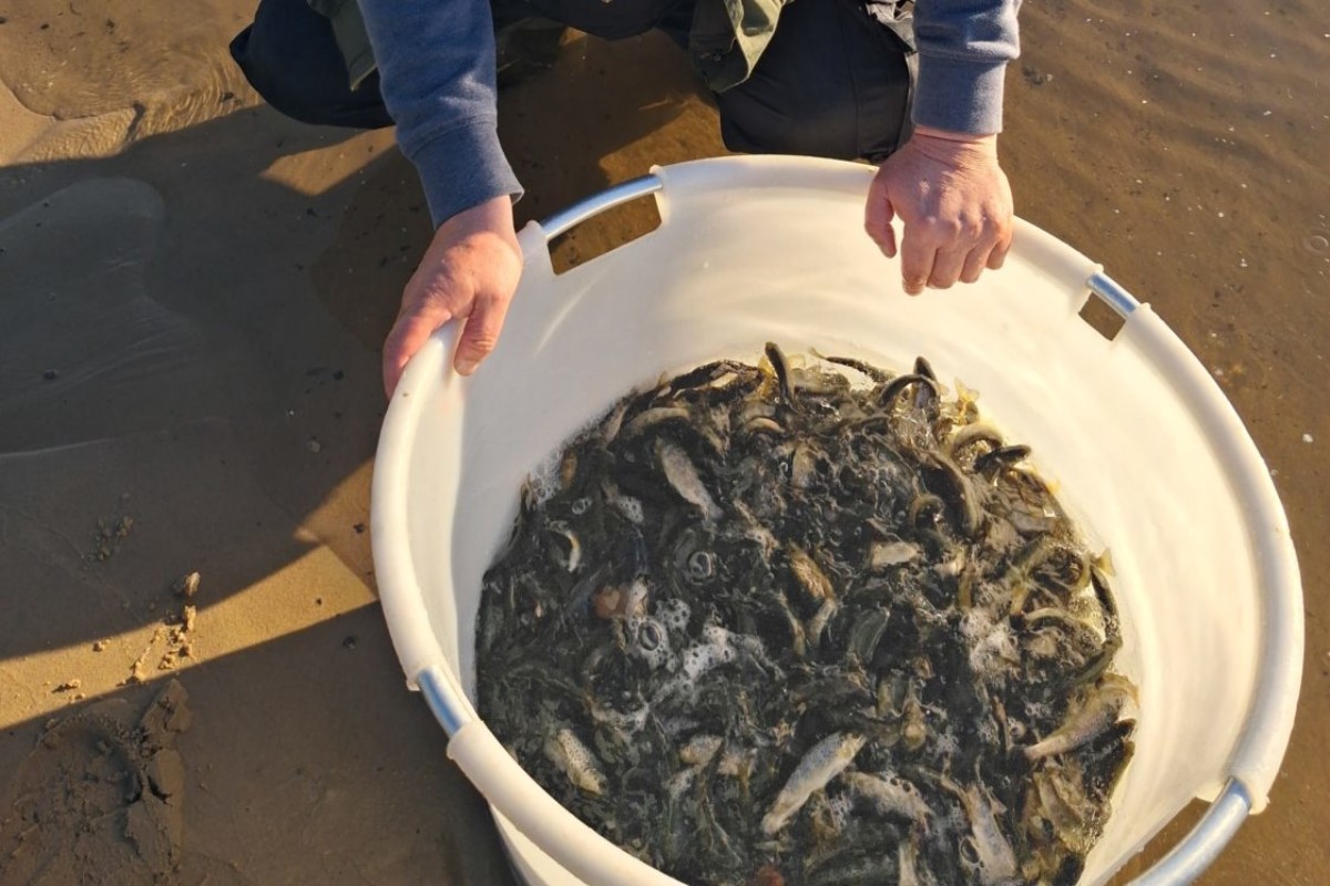 Lachsprojekt des SFV Bremen: Besatz von Junglachsen - Lachse für Weser und Wümme.