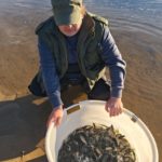 Lachsprojekt des SFV Bremen: Besatz von Junglachsen - Lachse für Weser und Wümme.