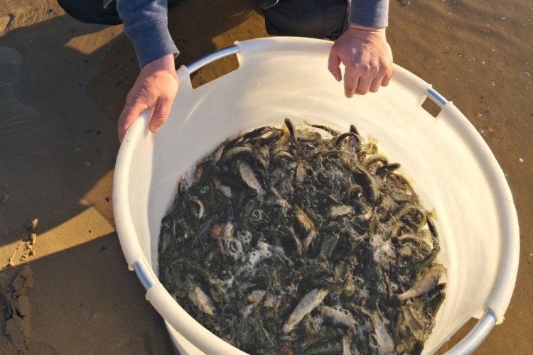 Lachsprojekt des SFV Bremen: Besatz von Junglachsen - Lachse für Weser und Wümme.