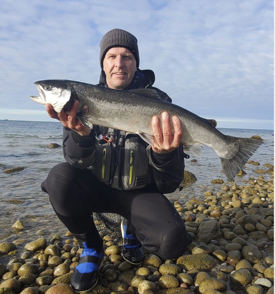 Meerforelle Scheffler