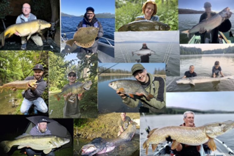 Fisch des Jahres 2025