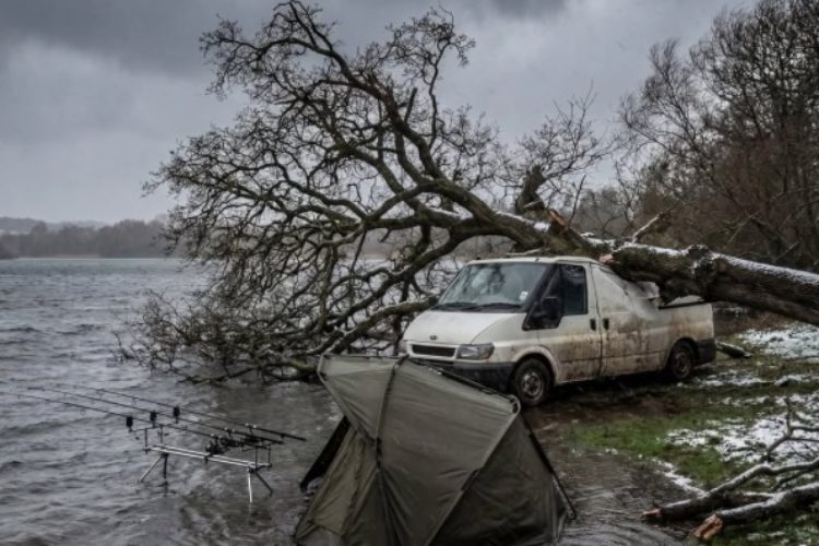 Baum fällt auf Auto