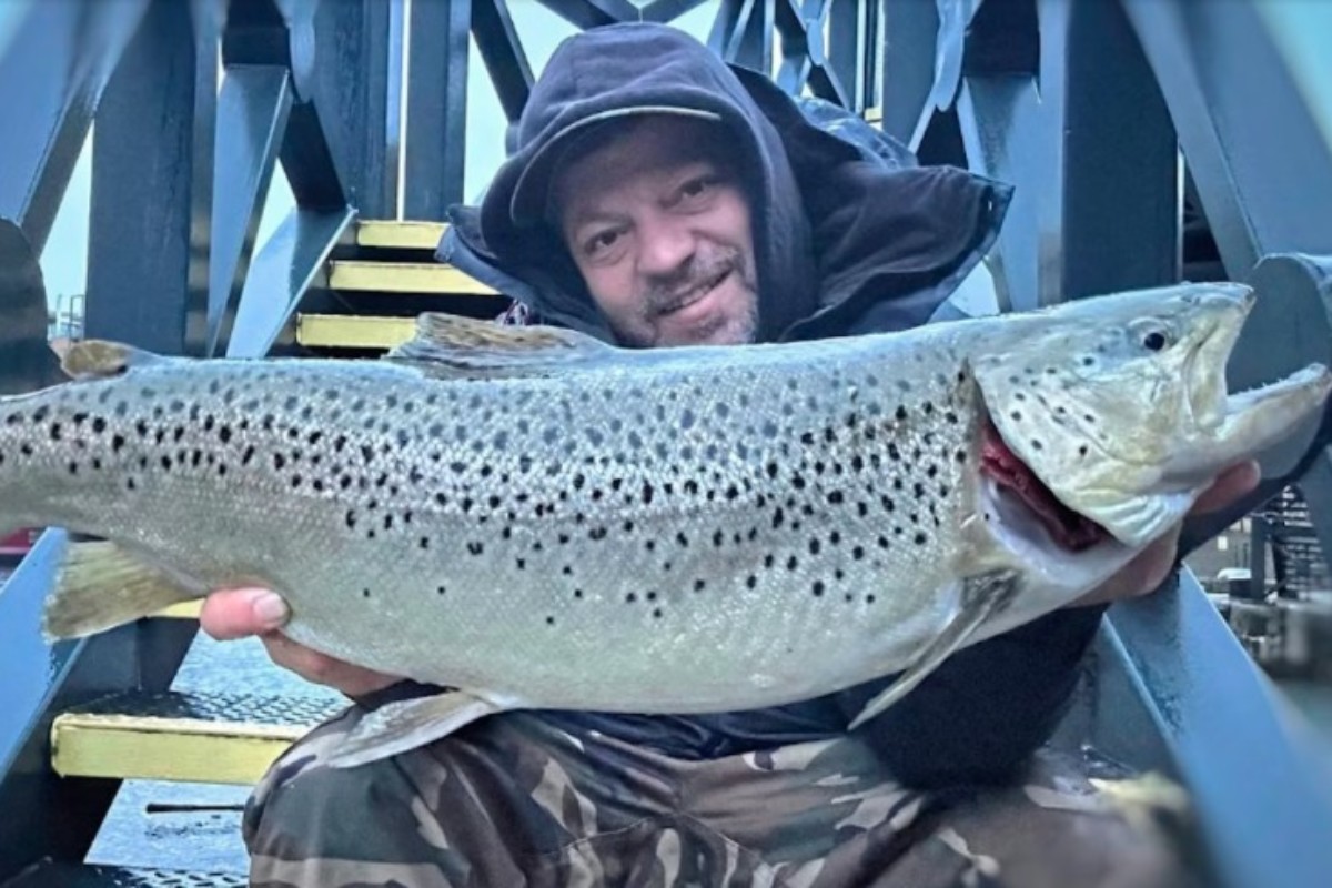 Meerforelle aus Londoner Hafen