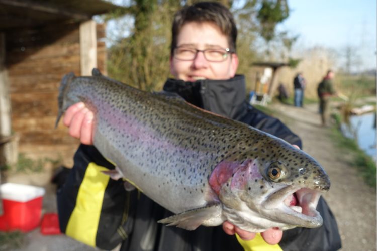 Regenbogenforelle