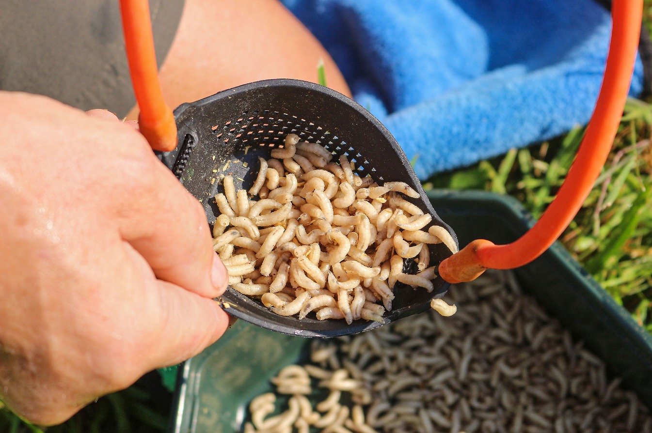 Futterschleuder Maden