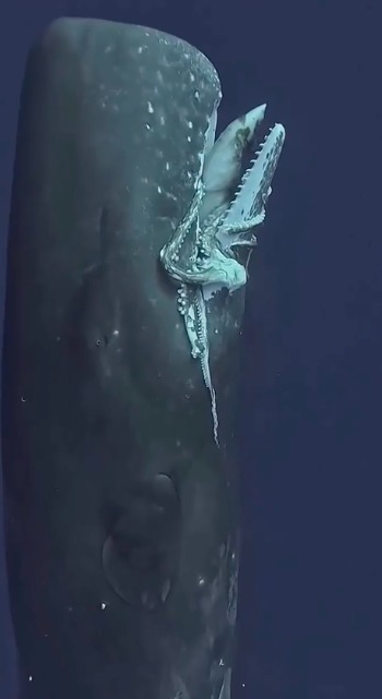 Wal verschlingt Riesenkraken