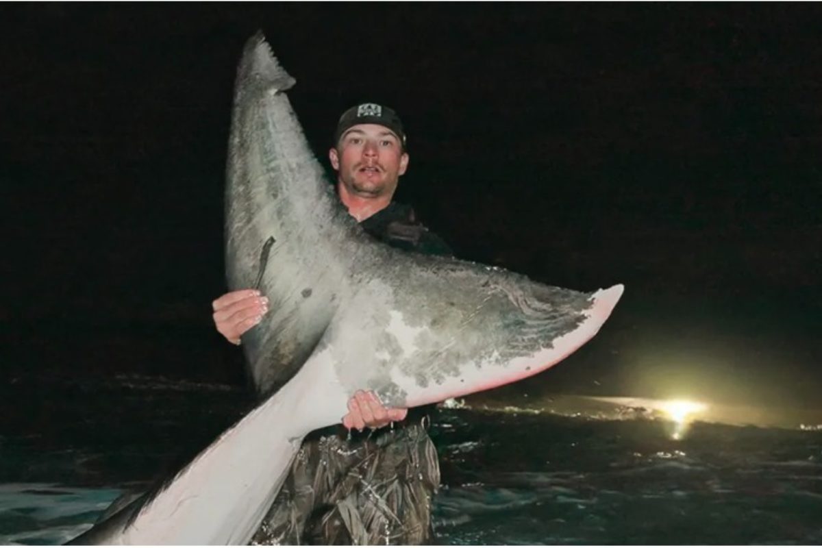 Schwanzflosse vom Weißen Hai in Florida.