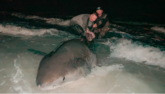 Schnell noch ein Foto, dann darf der Hai wieder schwimmen.