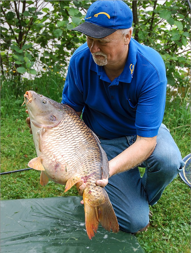 Karpfen Vorzeiger Schröder