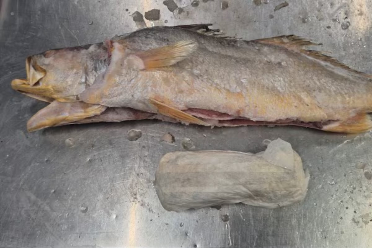 Drogenschmuggel: Kokain-Päckchen in Fisch