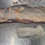 Drogenschmuggel: Kokain-Päckchen in Fisch