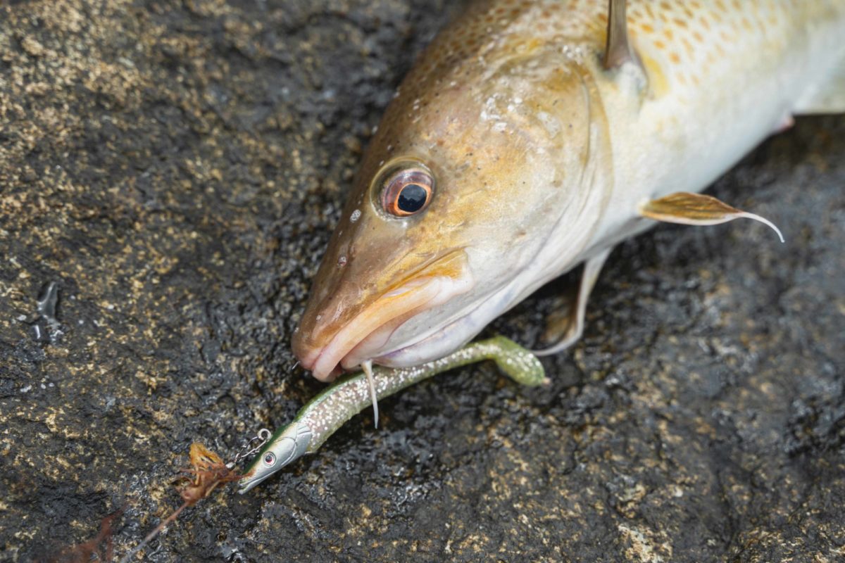 Dorsch Sandaal Gummifisch