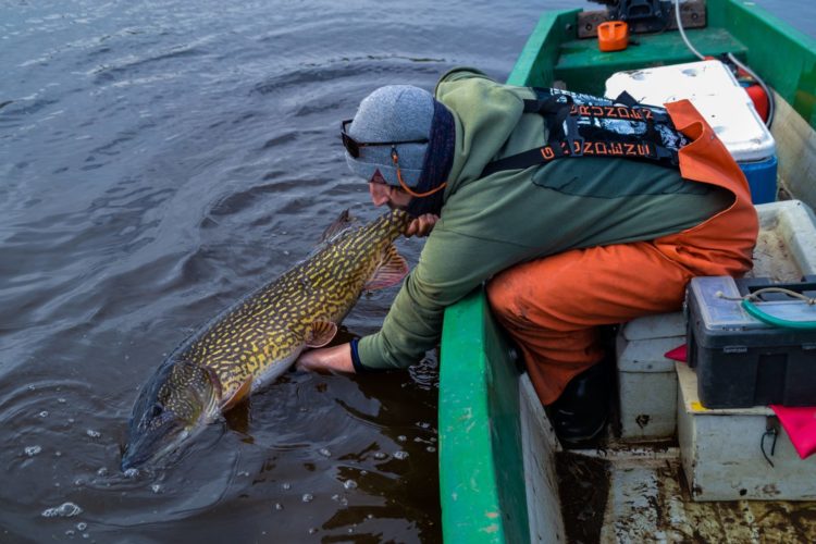 Boddenhecht Studie Fangen oder Freilassen