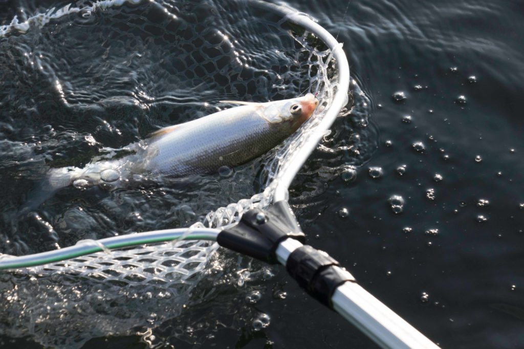 Maräne wird gekeschert