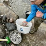 Bei der Besatzmaßnahme zum Einsatz kamen sogenannte Artificial Nests.