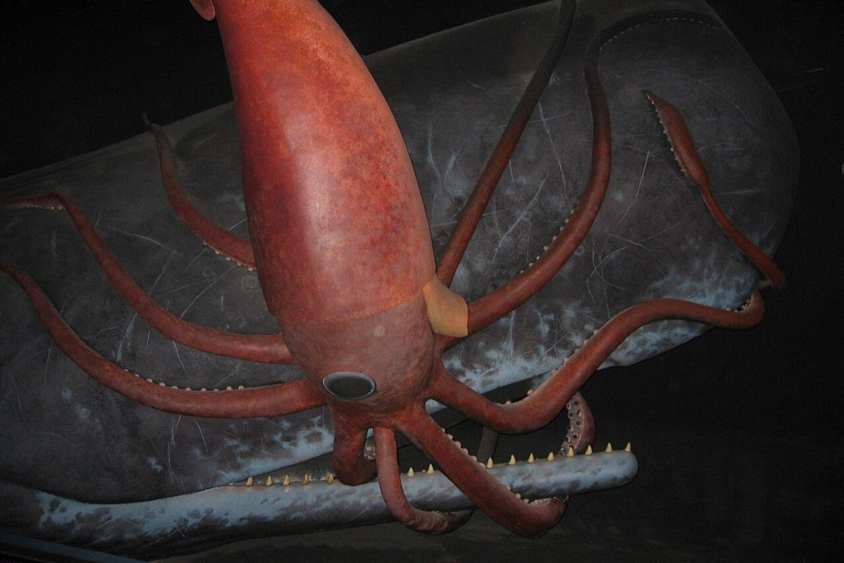 Pottwal kämpft mit einem Riesenkraken