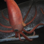 Pottwal kämpft mit einem Riesenkraken