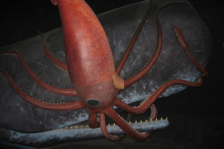 Pottwal kämpft mit einem Riesenkraken