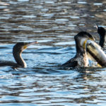 Gefräßige Kormorane im Potsdamer Hafenbecken