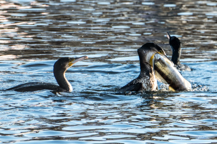 Gefräßige Kormorane im Potsdamer Hafenbecken