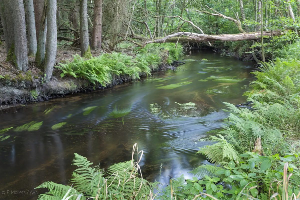 Bach im Fluss Gewässerwettbewerb Niedersächsische Bachperle - Bach in Niedersachen