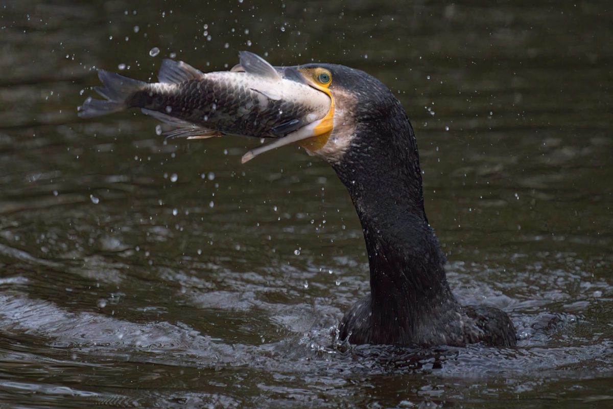 Cormorant