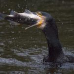Cormorant