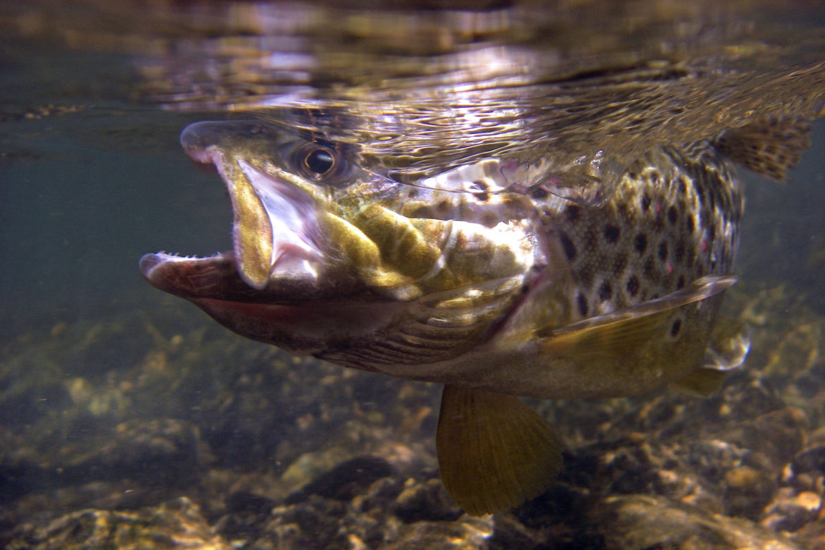 Fliegenfischen im Schwarzwald steht für klare Quellbäche, wilde Granitschluchten und kampfstarke Bachforellen