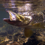 Fliegenfischen im Schwarzwald steht für klare Quellbäche, wilde Granitschluchten und kampfstarke Bachforellen