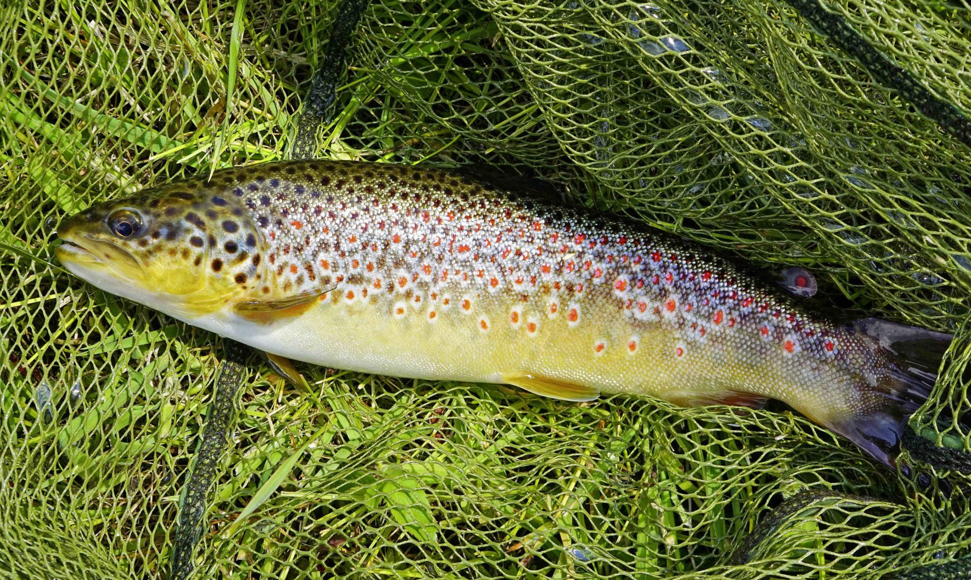 Bachforelle Schwarzwald