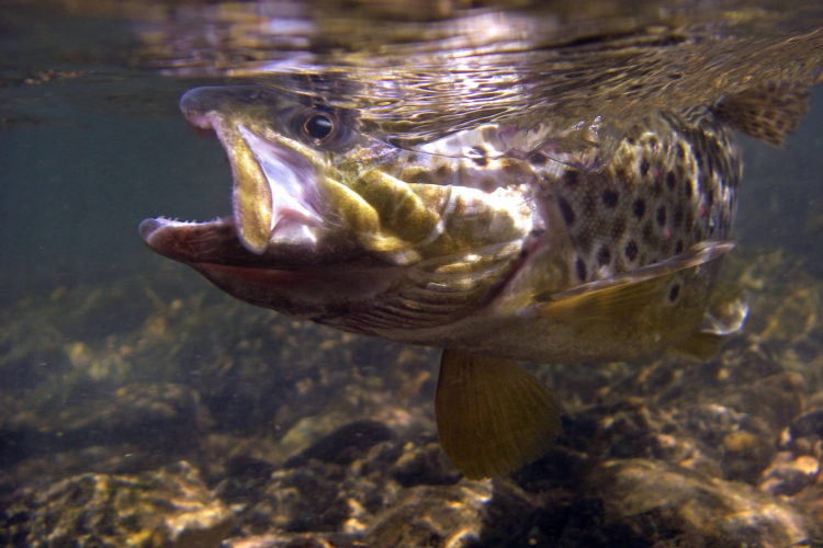 Fliegenfischen im Schwarzwald steht für klare Quellbäche, wilde Granitschluchten und kampfstarke Bachforellen