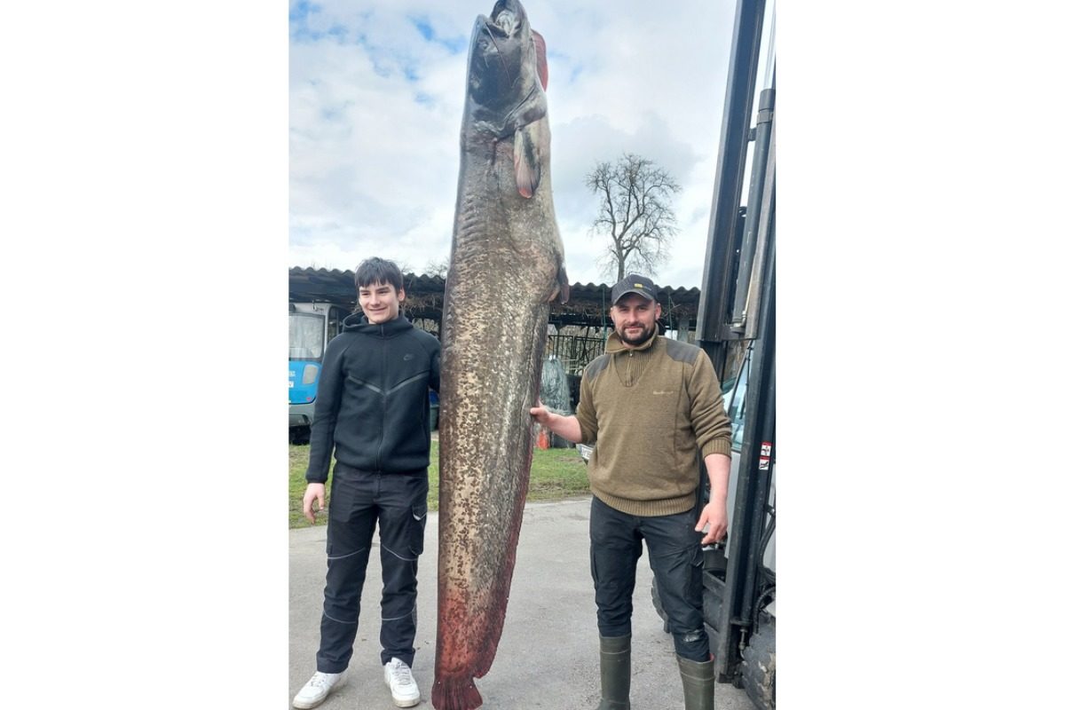 Fischer Franz Blum zeigt zusammen mit seinem Sohn den beeindruckenden Wels: 2,60 Meter und 109 kg schwer.